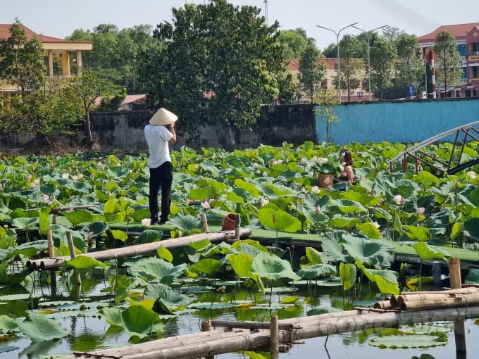 Nhiều người tranh thủ tạo dáng khi mùa sen đang nở rộ.