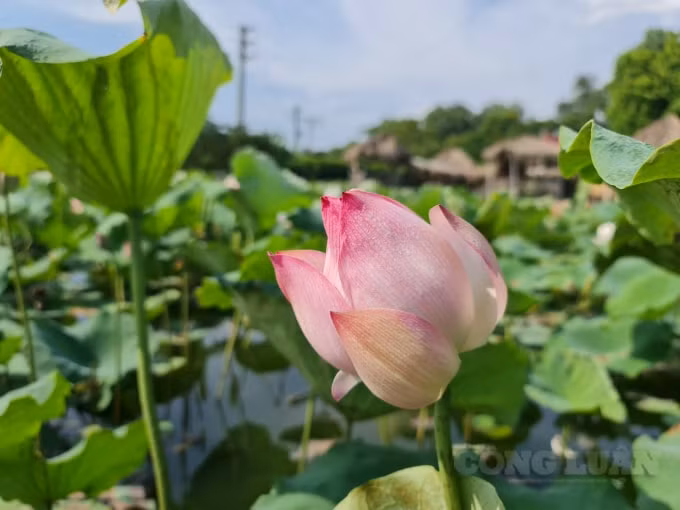 Sen là loài hoa đặc biệt, thơm mùi của hoa và lá