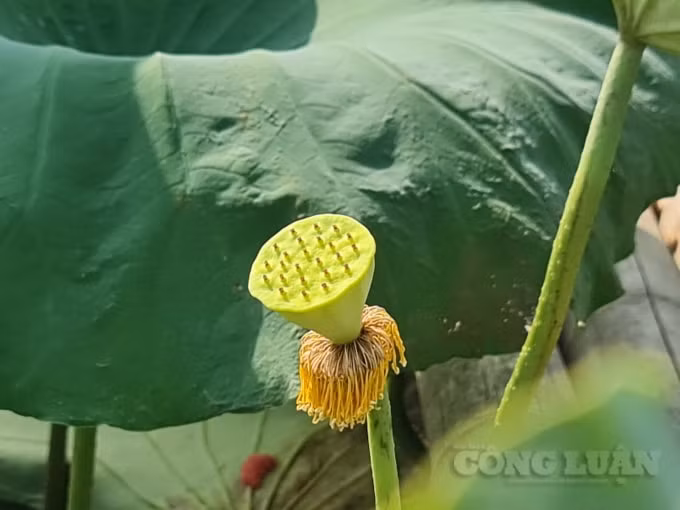 Hiếm có loài hoa nào lại dùng được tất cả thân, củ, hoa, lá như hoa sen