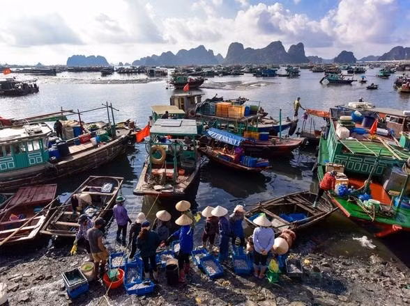 Quảng Ninh cho đóng cửa chợ đầu mối hải sản Bến Do để phòng, chống dịch Covid-19. Ảnh: TL