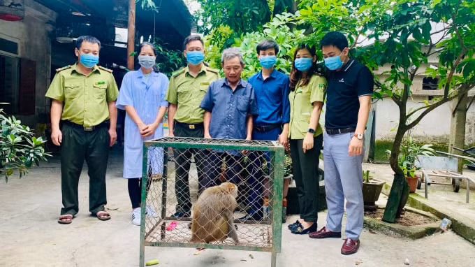 Nhà ông Phan Công Mỹ (trú tại xã Kỳ Thư, huyện Kỳ Anh) bàn giao 1 cá thể khỉ đuôi lợn