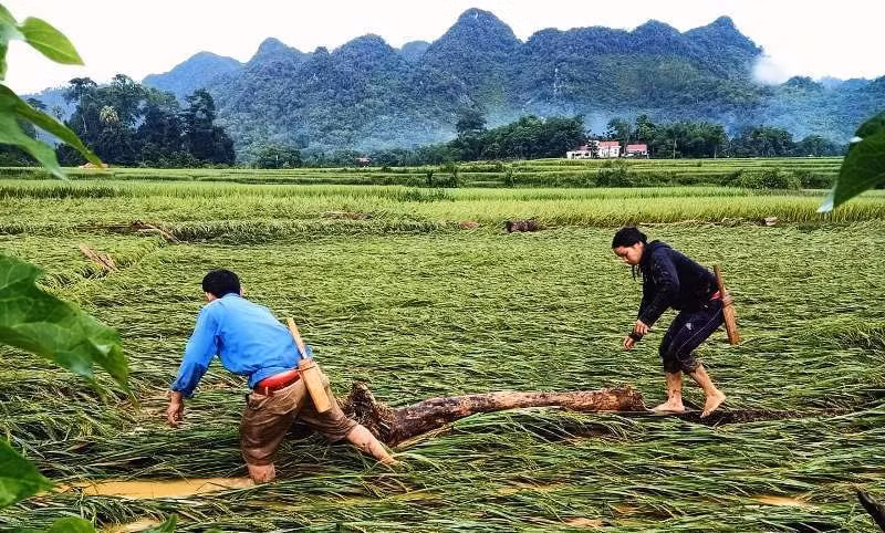 Trận mưa lớn khiến gần 10ha lúa trên địa bàn xã Quang Phong, Cắm Muộn bị thiệt hại. Ảnh: vietnamnet.vn