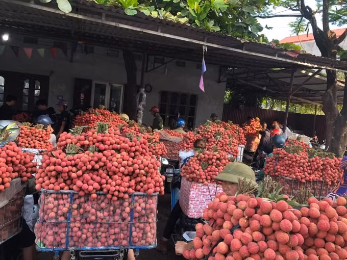 Những trái vải chín mọng được tiêu thụ hết dù thời tiết nắng nóng. Ảnh: Thuỷ Tiên
