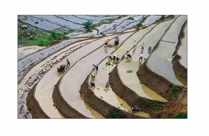 Những cánh đồng ruộng bậc thang tuyệt đẹp của Sa Pa, Ý Tý (Lào Cai) - Mù Cang Chải ( Yên Bái) - Hoàng Su Phì (Hà Giang) được công nhận là Di sản văn hóa quốc gia do các nghệ sỹ điêu khắc chân đất là đồng bào các dân tộc ít người từ đời này tới đời kia tạo nên.