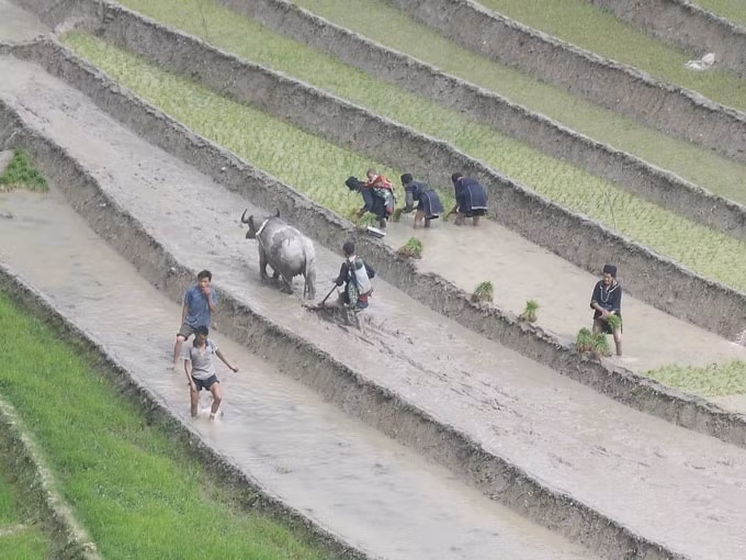 Nhộn nhịp mùa cấy cày trên những cánh đồng ruộng bậc thang Tây Bắc.