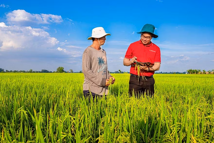 Ảnh 4 - Agribank là ngân hàng chủ lực trong Đề án Phát triển 1 triệu hecta chuyên canh lúa chất lượng cao