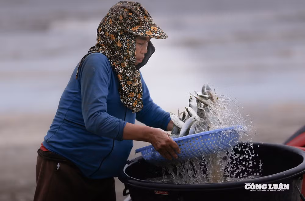 Do đánh bắt trong thời gian ngắn nên cá trích nơi đây giữ được độ tươi ngon tự nhiên, không cần ướp đá