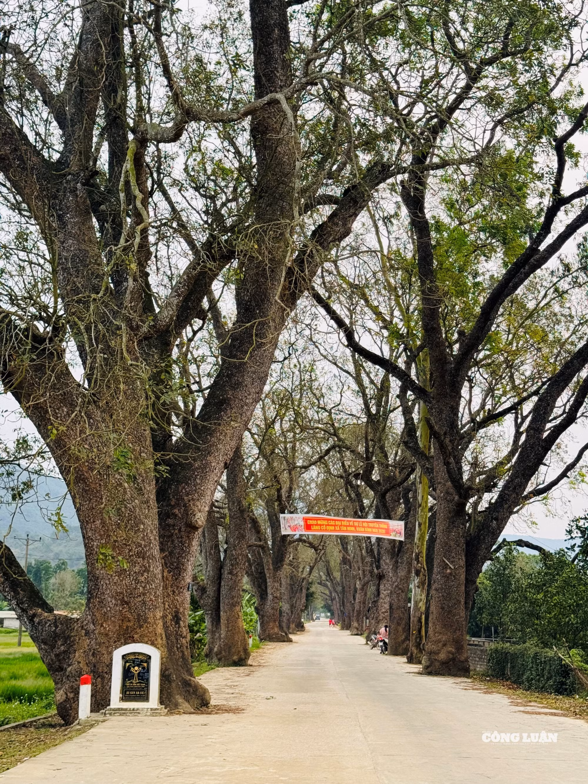 Hàng cây di sản nằm dọc con đường độc đạo dẫn lên di tích, với nhiều cây có tuổi đời hàng trăm năm.