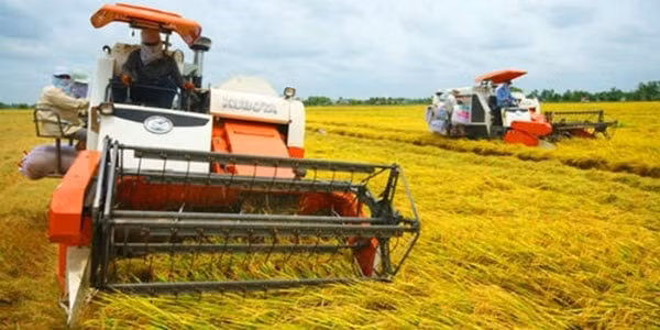 Việt Nam đặt mục tiêu giữ ổn định 3,5 triệu ha đất trồng lúa, hàng năm sản xuất ít nhất 35 triệu tấn lúa