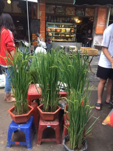 Những cây lúa đang bắt đầu uấn câu được bày bán tạo nên không gian sống động. Ảnh: An Khang