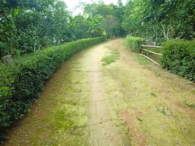 Những hàng rào xanh được cắt tỉa khéo léo.