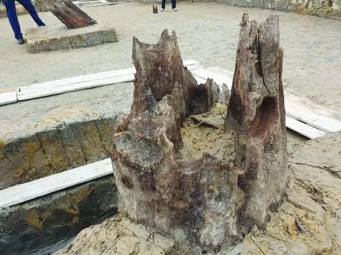 Những dấu tích của bãi cọc hàng ngàn năm tuổi.