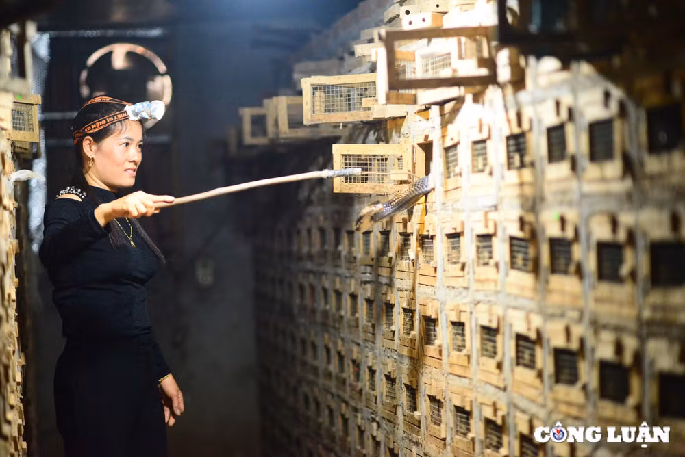 doc dao nghe nuoi ran o vinh son vinh phuc hinh 1