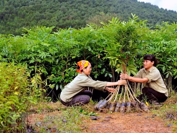 kien toan ban chi dao trung uong thuc hien chuong trinh phat trien lam nghiep ben vung hinh 1