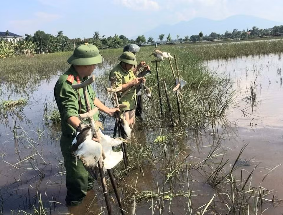 thao do hang ngan tu diem bay chim tu nhien di cu o ha tinh hinh 7