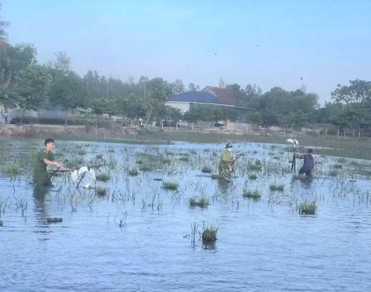thao do hang ngan tu diem bay chim tu nhien di cu o ha tinh hinh 6