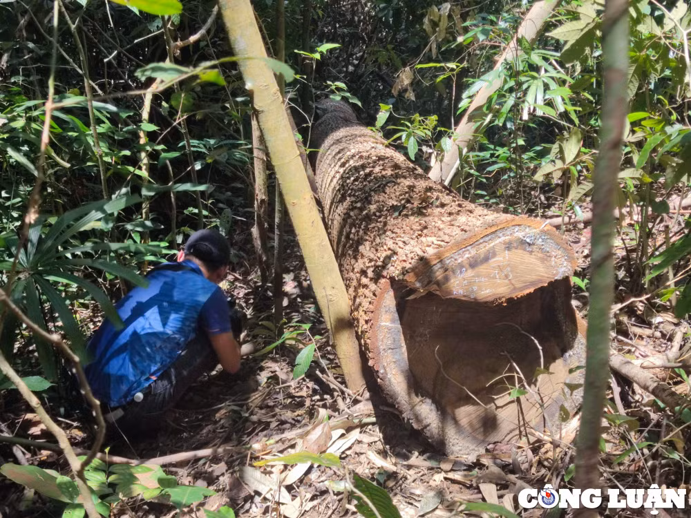 can canh canh rung gia o vung bien gioi kon tum bi pha tan hoang hinh 8