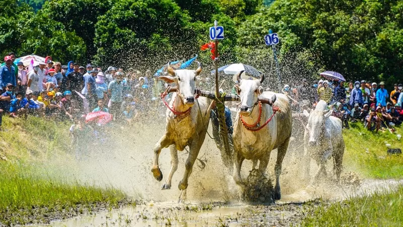 soi noi le hoi dua bo truyen thong huyen tri ton an giang hinh 6