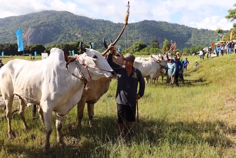 soi noi le hoi dua bo truyen thong huyen tri ton an giang hinh 3