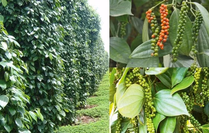 Giá hạt tiêu xuất khẩu năm 2022 sẽ tiếp tục tăng