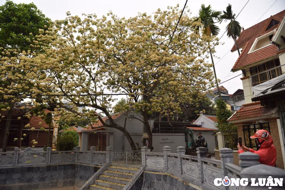 doc dao cay hoa bun co thu o ha noi khoe sac vang ruc ro dau thang 4 hinh 2