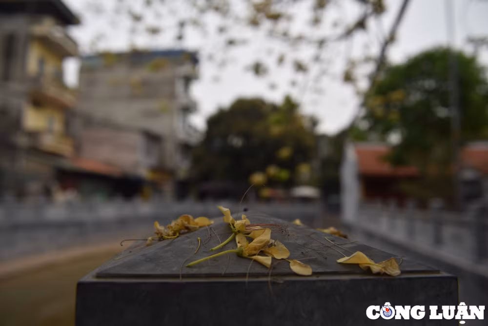 doc dao cay hoa bun co thu o ha noi khoe sac vang ruc ro dau thang 4 hinh 9