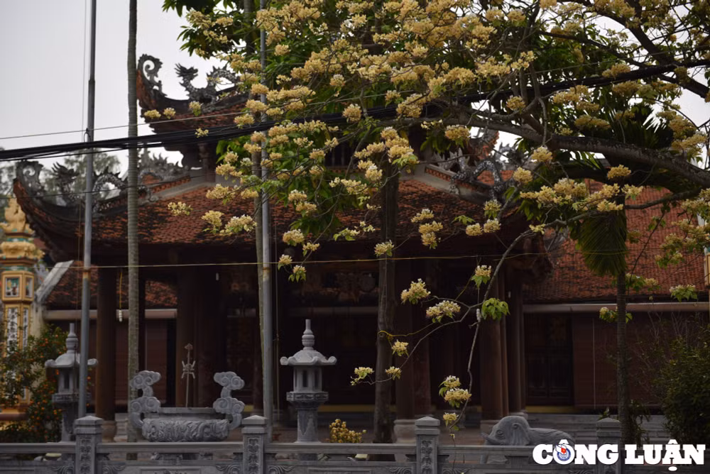 doc dao cay hoa bun co thu o ha noi khoe sac vang ruc ro dau thang 4 hinh 14