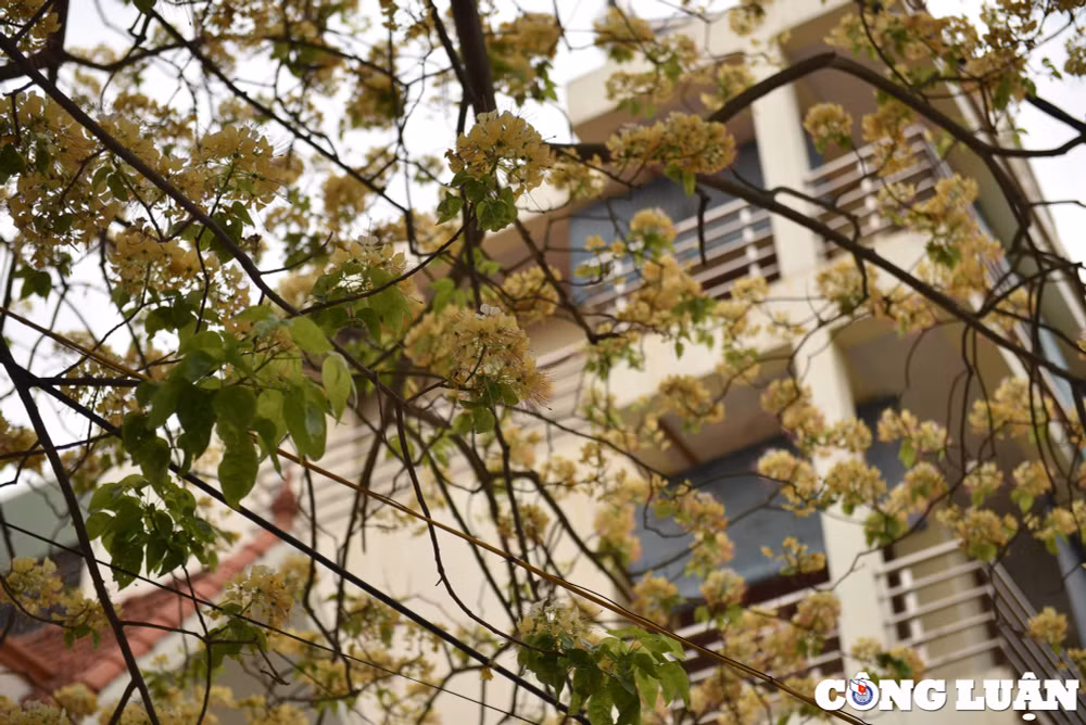 doc dao cay hoa bun co thu o ha noi khoe sac vang ruc ro dau thang 4 hinh 3