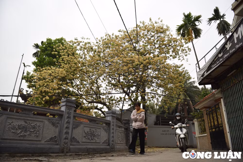 doc dao cay hoa bun co thu o ha noi khoe sac vang ruc ro dau thang 4 hinh 7