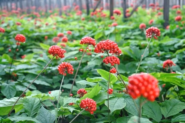 quang nam se to chuc le hoi quoc te lon nhat ve sam ngoc linh hinh 1