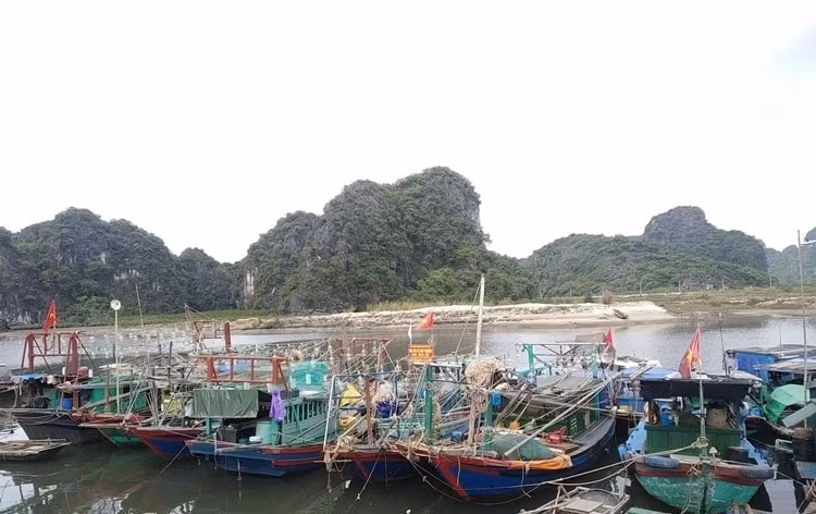 quang ninh du kien dau tu 600 ty dong xay dung cang ca ket hop khu neo dau tranh tru bao hinh 2