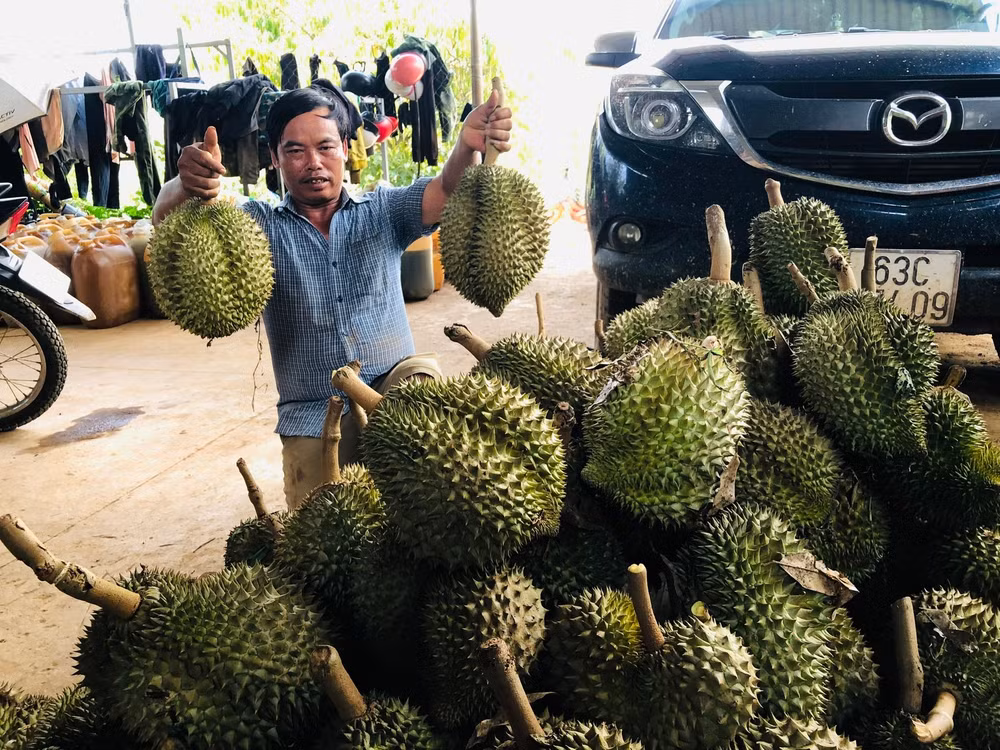 gia lai lao nong bien vung dat hoang thanh trang trai sau rieng tien ty hinh 2