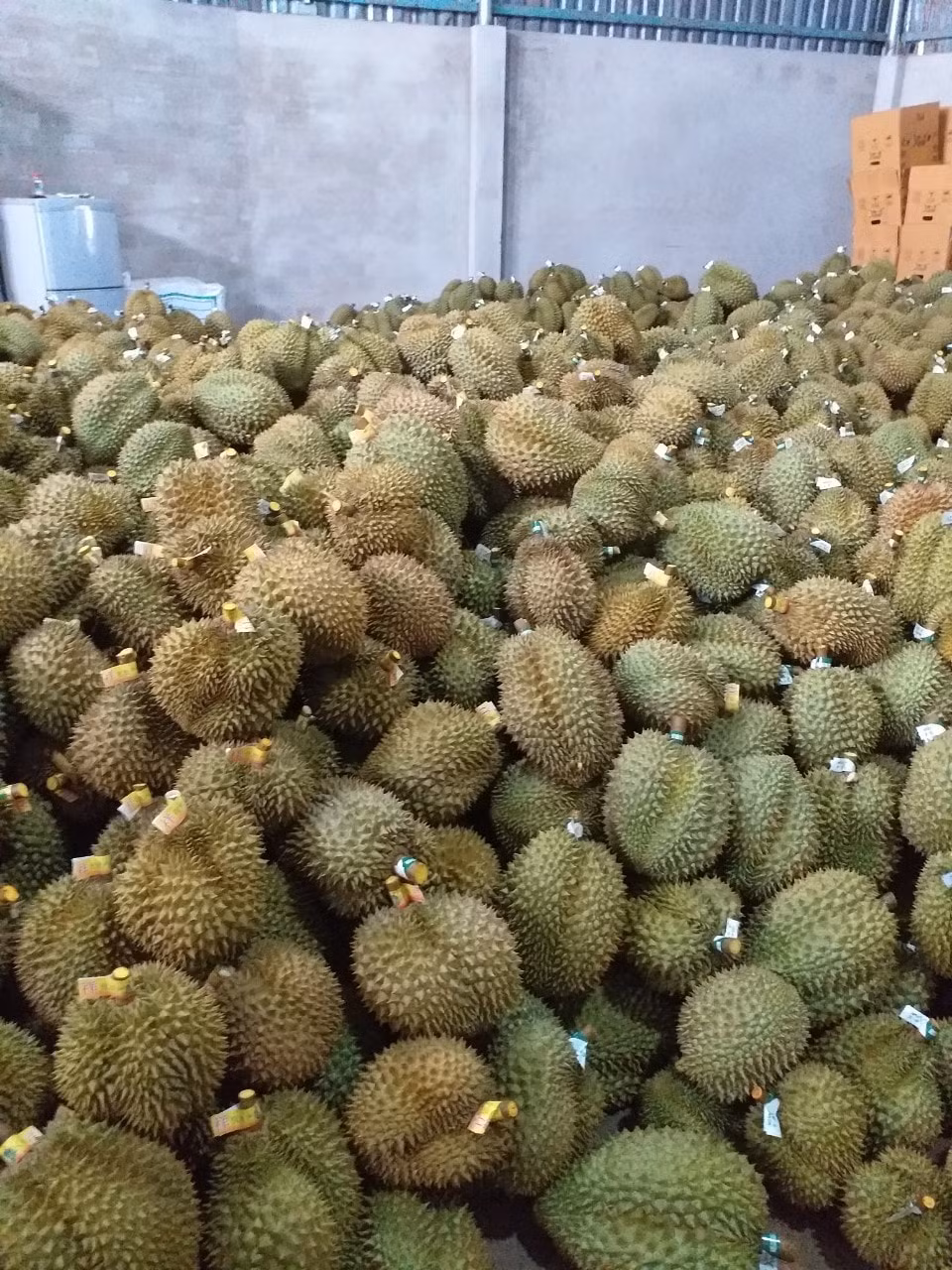 gia lai lao nong bien vung dat hoang thanh trang trai sau rieng tien ty hinh 3