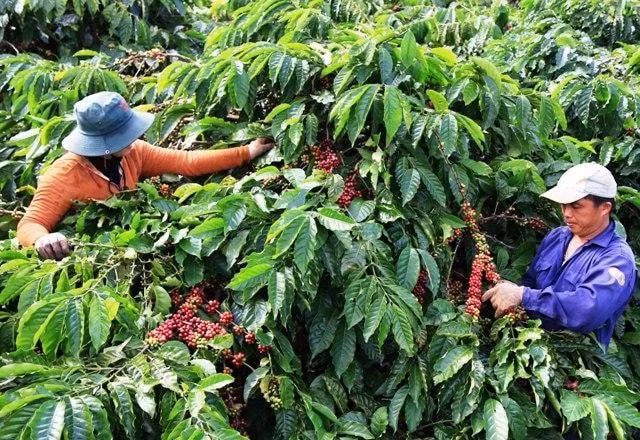 người trồng cả phê, hồ tiêu kỳ vọng giá cà phê, giá tiêu tăng. Ảnh minh họa