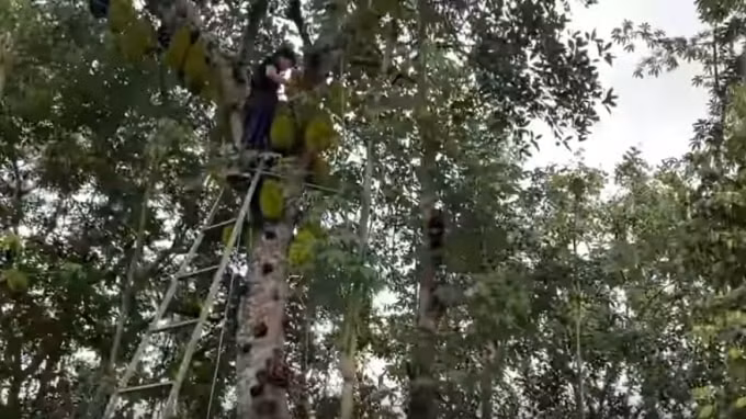 trang trần2