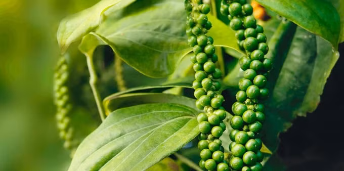 Hiá tiêu tại Tây Nguyên và miền Nam giảm 500- 1.000 đồng/kg. Ảnh minh họa.