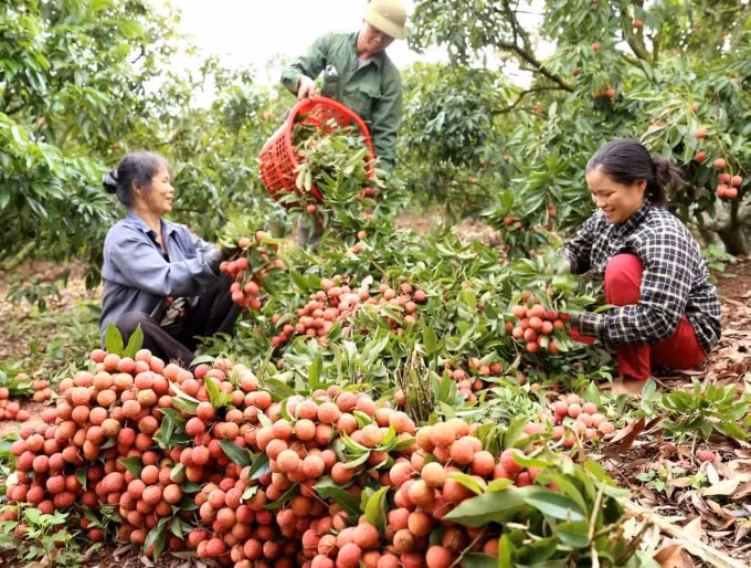 Năm nay xuất khẩu vải thiều sang Trung Quốc giá khá cao. Ảnh: TL