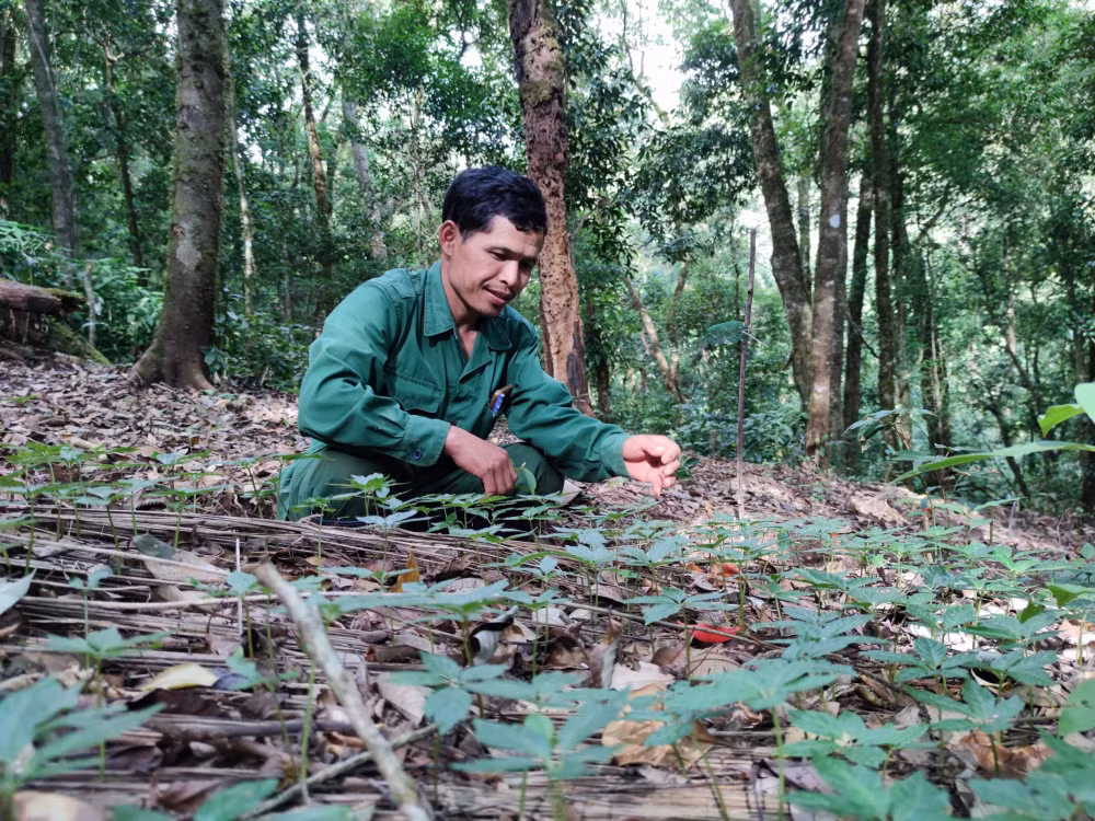 xung quanh viec quoc bao sam ngoc linh chet hang loat kien nghi khoanh gian no cho nguoi dan vay von trong sam hinh 1