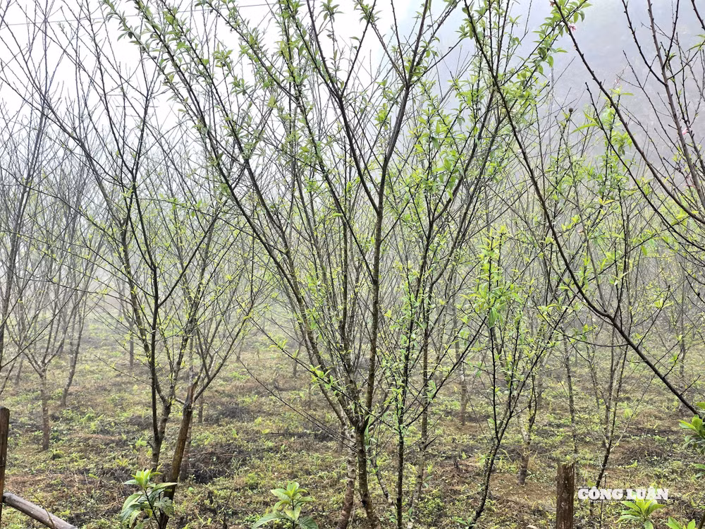 4328099652847352629.jpg