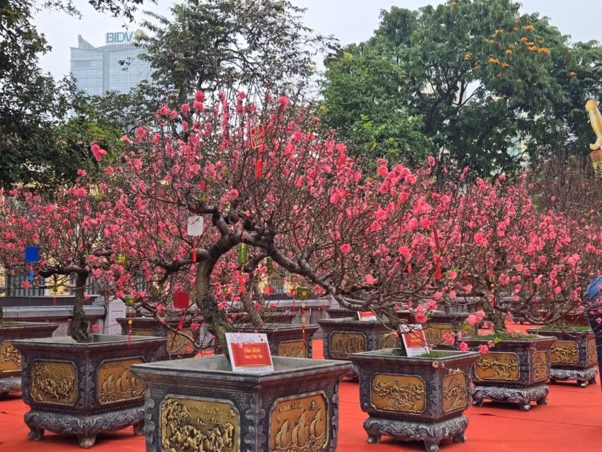 2hoa.jpg