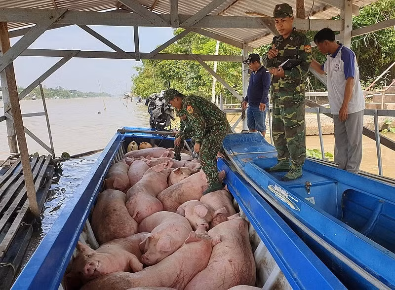 ngan chan triet de cham dut tinh trang nhap lau van chuyen trai phep dong vat vao viet nam hinh 1