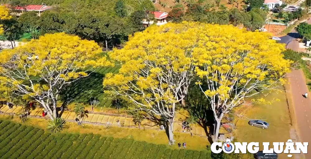 ghe tham tu vien bat nha diem du lich tam linh dep nhu tranh o lam dong hinh 2
