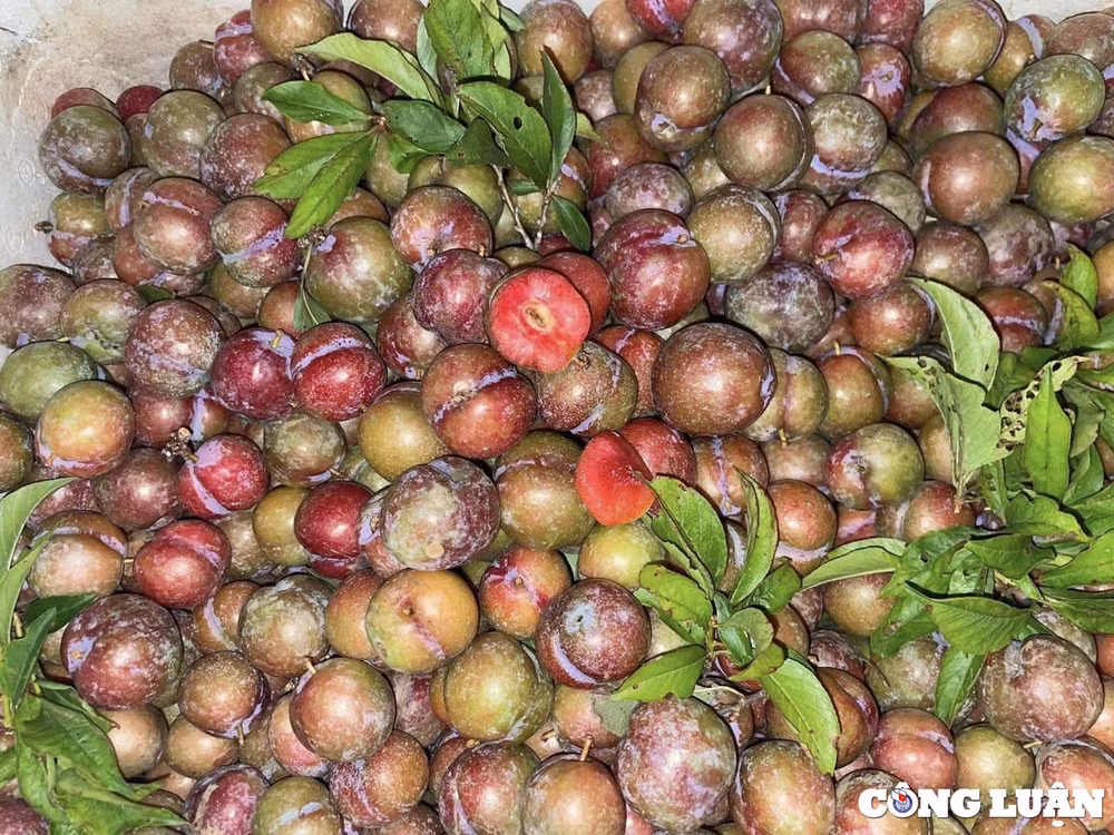hon 300000 dong kg man hau trai mua chi em san lung dan buon chay hang hinh 1