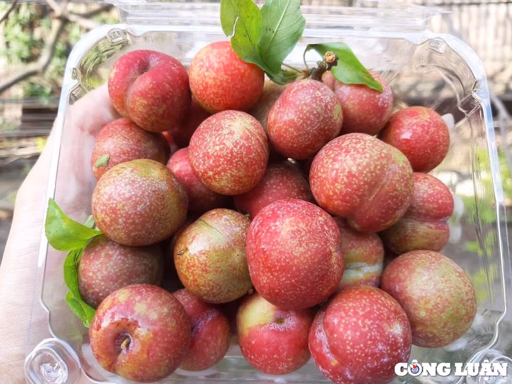 hon 300000 dong kg man hau trai mua chi em san lung dan buon chay hang hinh 3