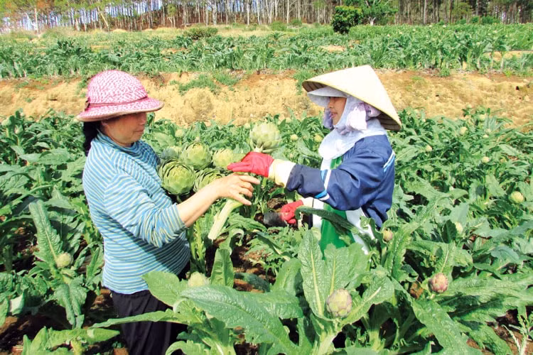 phat trien trong duoc lieu quy tao sinh ke mo huong thoat ngheo cho dong bao dan toc thieu so va mien nui hinh 2