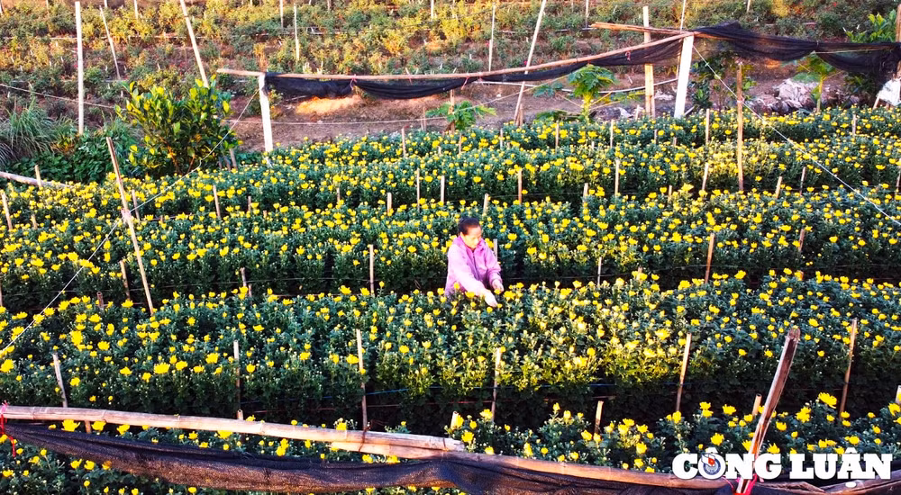 ngam buc tranh thien nhien tuyet dep o thu phu hoa lon nhat ha noi hinh 6