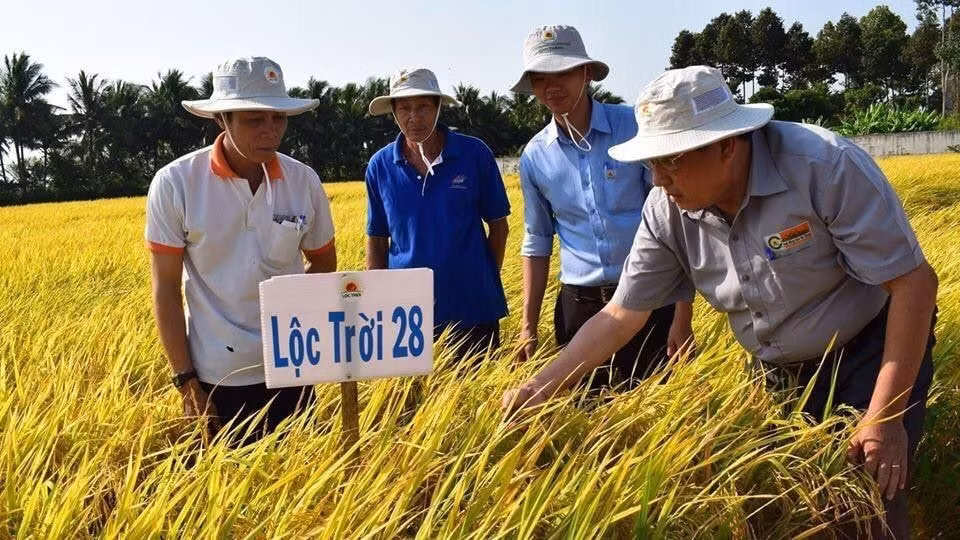 the rice trader chuc mung viet nam chien thang giai gao ngon nhat the gioi 2023 hinh 2