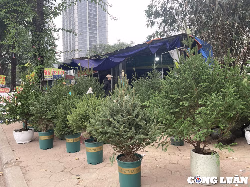 cay thong tuoi noel nhap ngoai da dang mau ma gia tang nhe hinh 1
