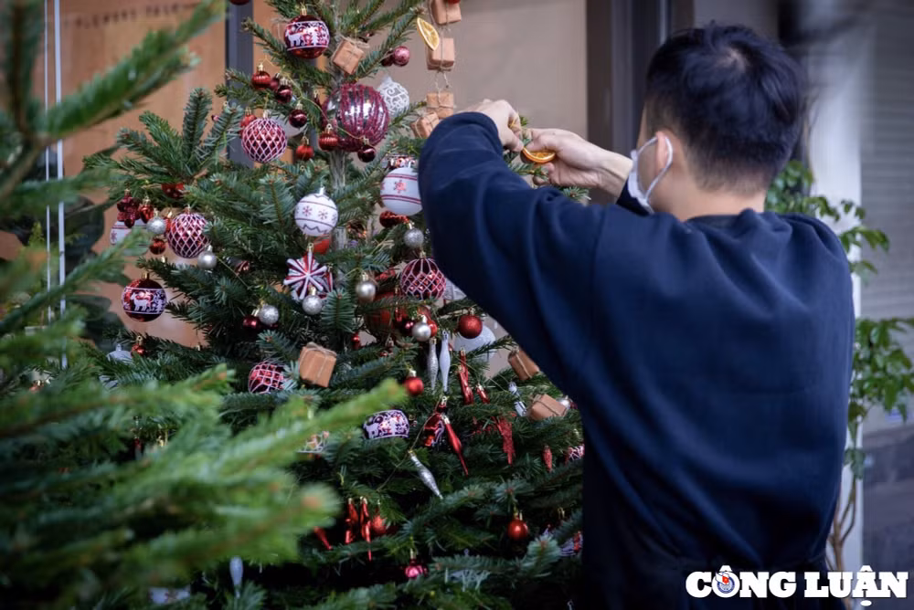 cay thong tuoi noel nhap ngoai da dang mau ma gia tang nhe hinh 3