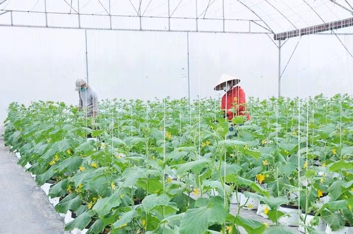 Ứng dụng khoa học kỹ thuật là chìa khóa thành công của nông dân, HTX ở Phù Cừ.